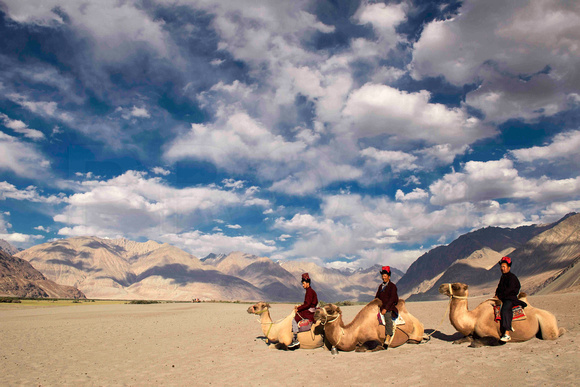 Bactrian Camels in Nubra Valley, Ladakh