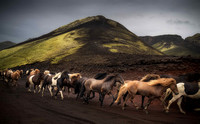Horses of Iceland