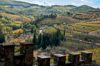 Olives and Vineyards, Montalfiori, Chianti