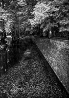 Leaves, Chenonceau