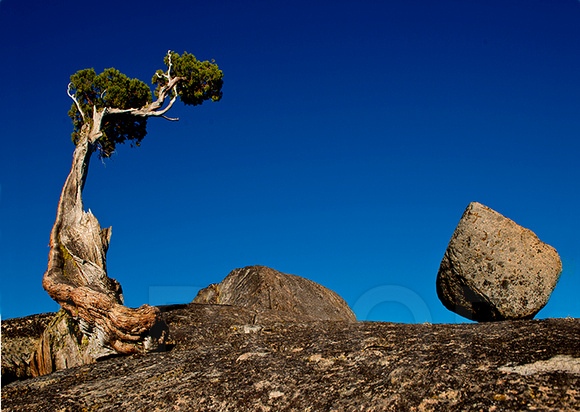 Zen: one rock, one tree
