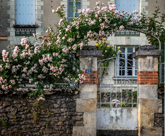 Chien Among the Roses